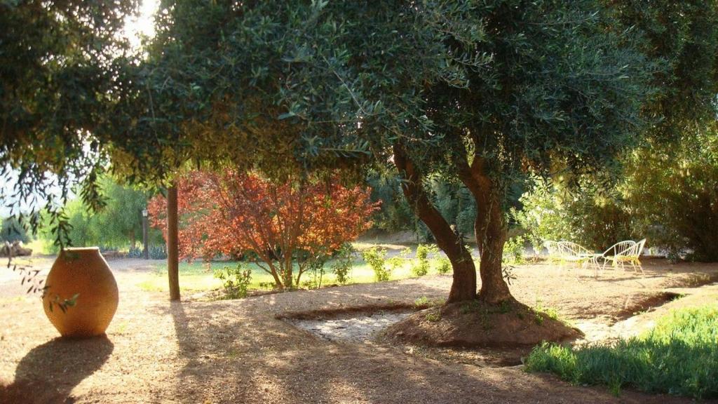 El Solar De Los Olivos